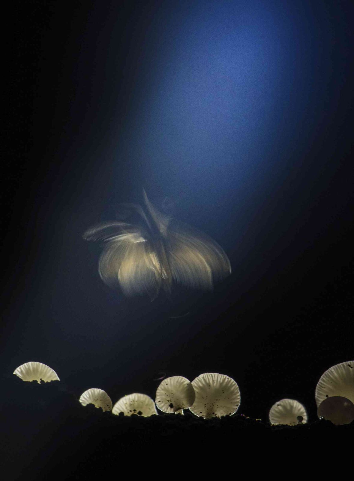 award winning troop of mushrooms photography by mandar