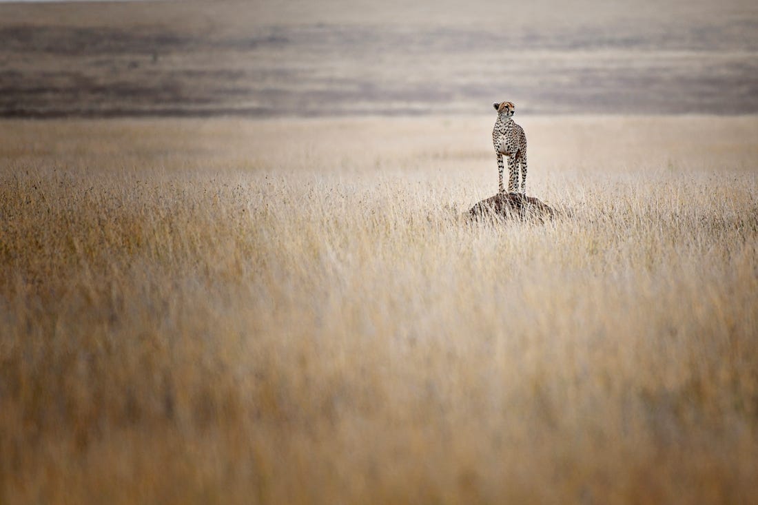 award winning wildlife photography cheetah by tanzania