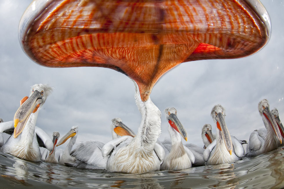 wildlife photography pelikan