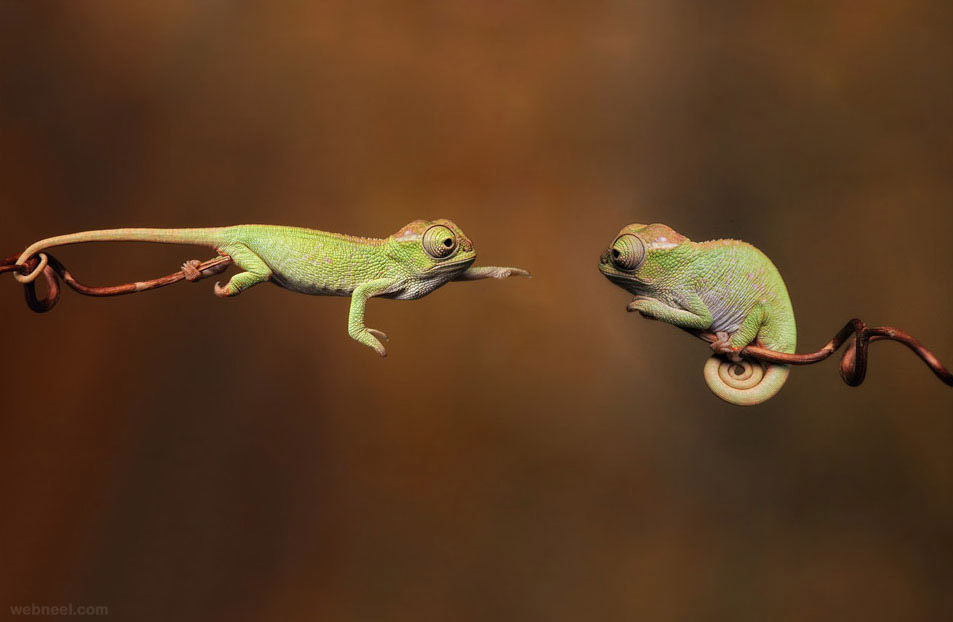 baby chameleons best wildlife photography