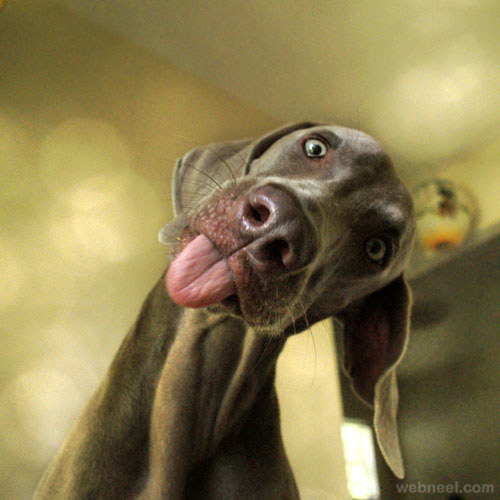 funny photograph dog