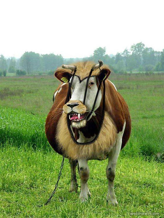 funny photograph cow