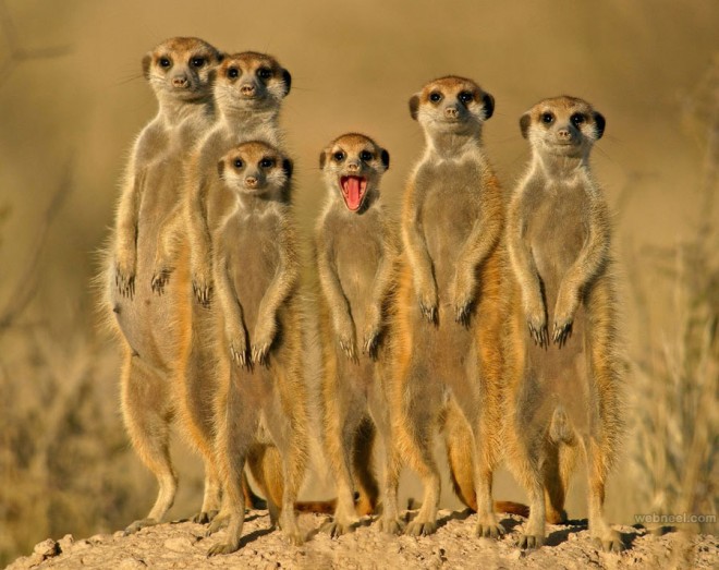 best wildlife photography meercats