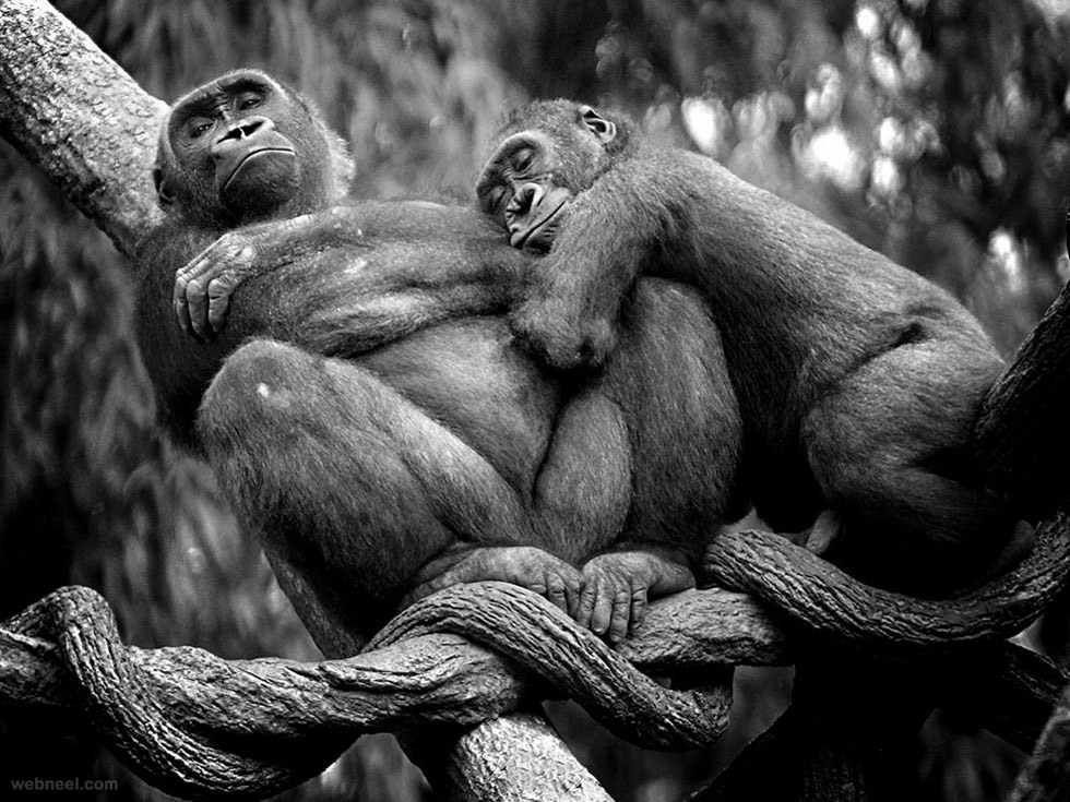 best wildlife photography gorillas