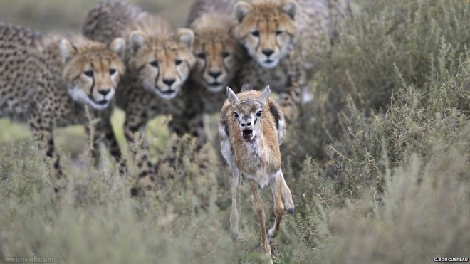 best wildlife photography cheetah calf