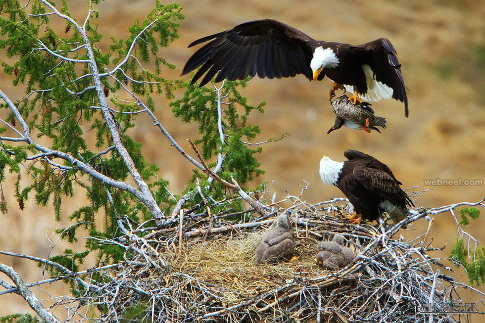 the male bald eagle brings in a duck for 
