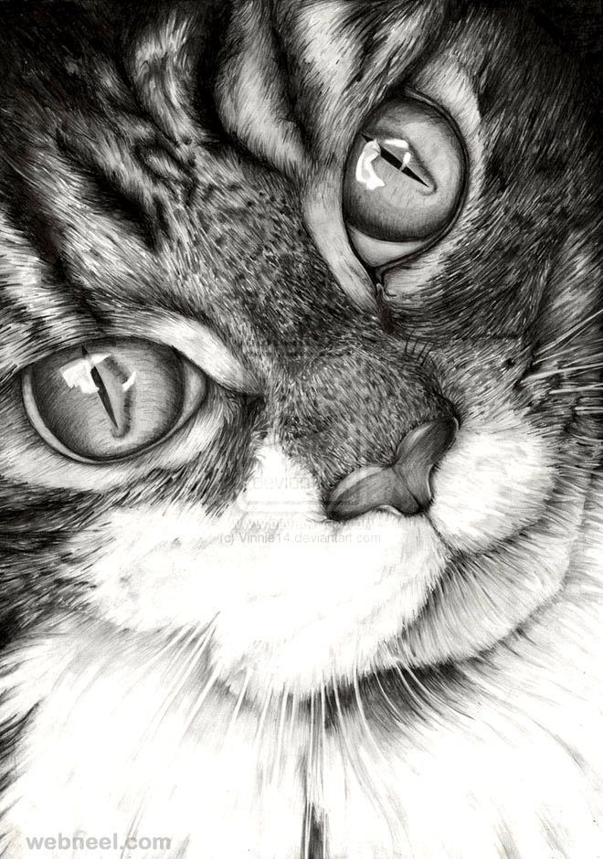 realistic cat drawing