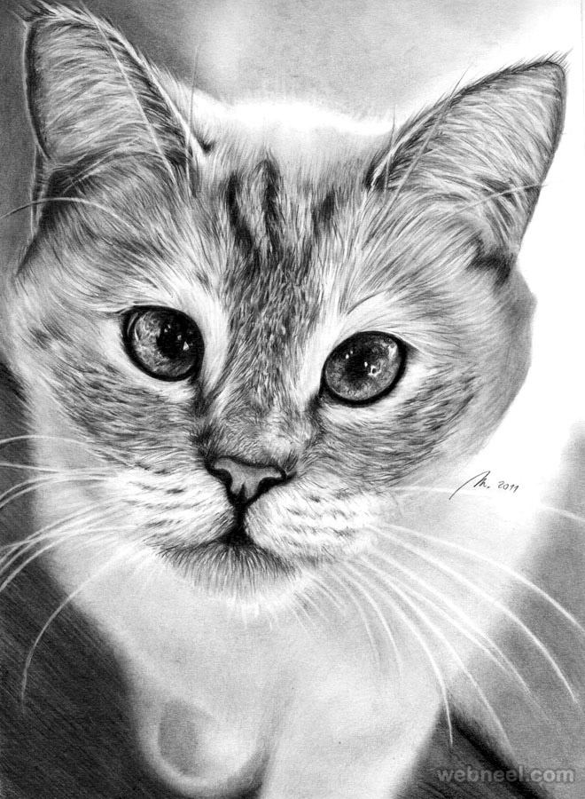 30 Beautiful Cat Drawings - Best Color Pencil Drawings and Paintings