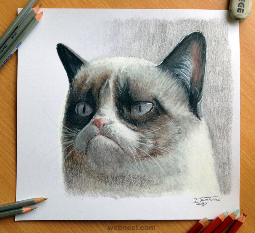cat color pencil drawing