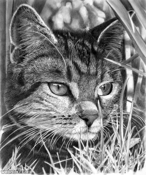 30 Beautiful Cat Drawings - Best Color Pencil Drawings and Paintings