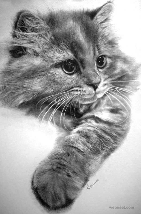 cat drawings