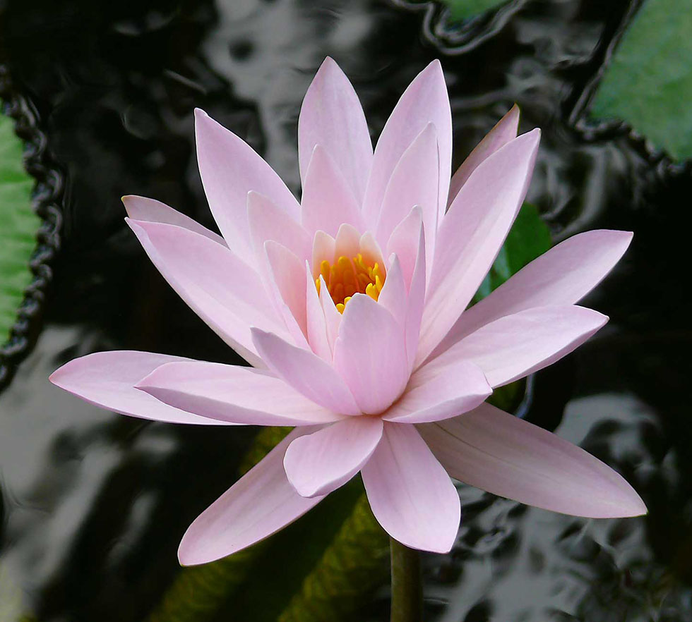 lotus flower photography