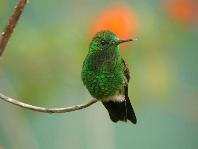 beautiful green bird