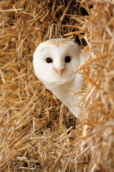 beautiful owl photo