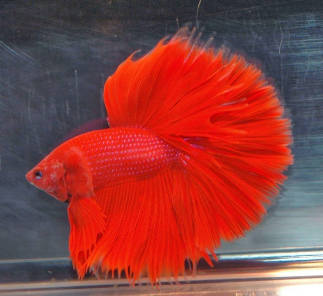 beautiful red fish