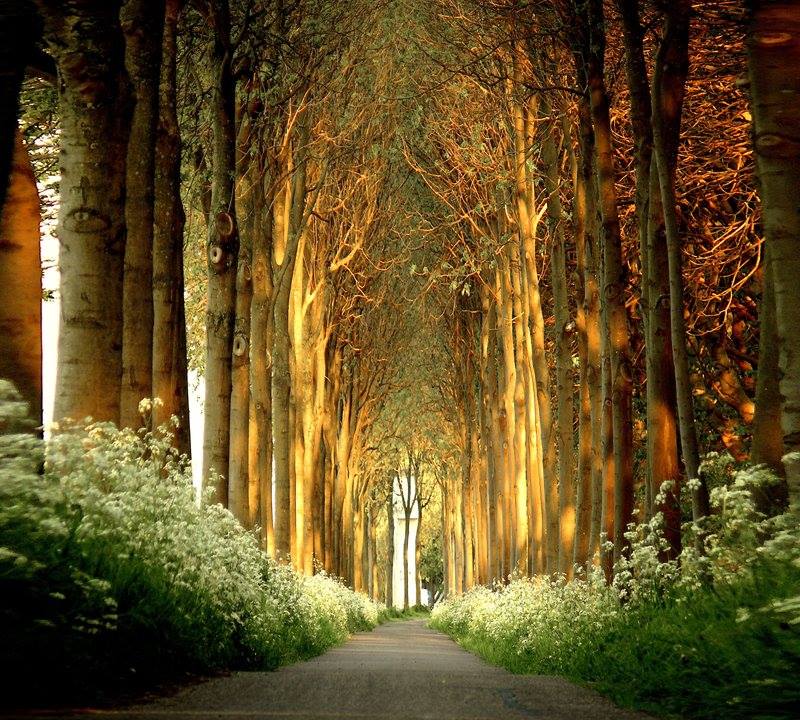 beautiful trees forest