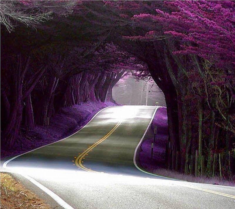 beautiful trees on highway