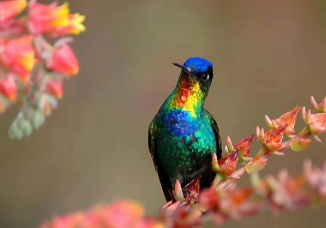 colorful bird photo