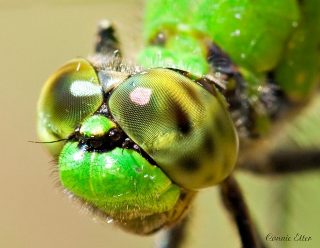 dragonfly macro photography by connie eller