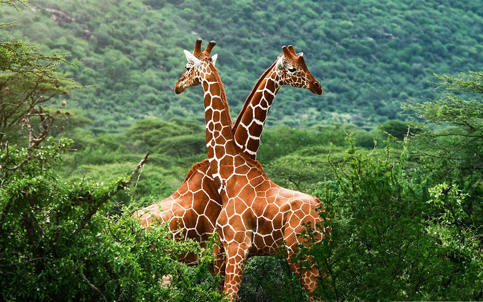 giraffee wildlife