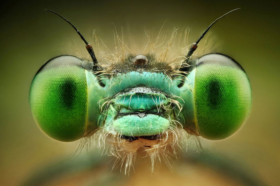insect eyes macro photography
