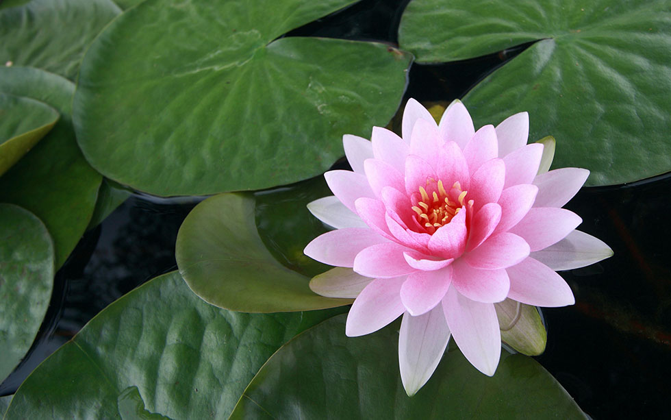 pink lotus flower photography