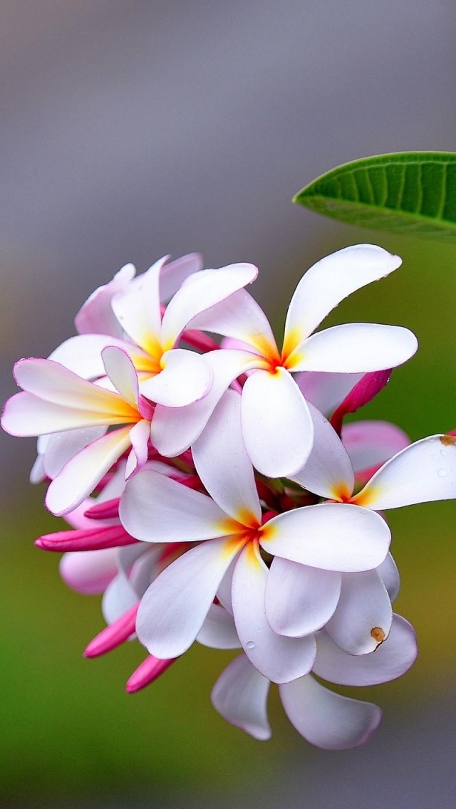 pink white flowers