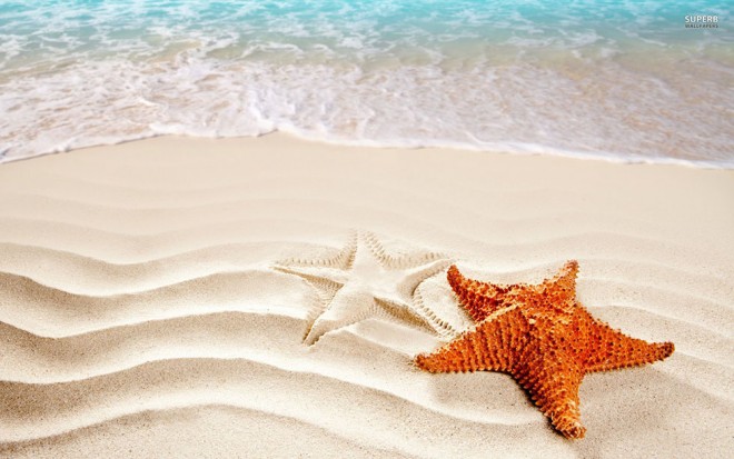 starfish beautiful beach