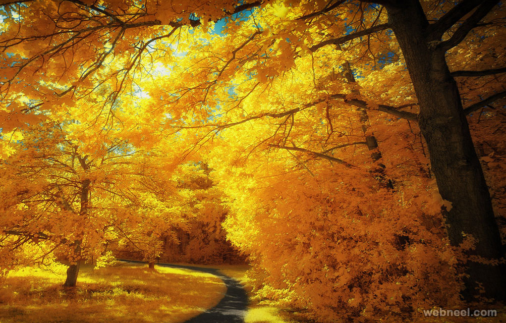 yellow trees infrared photography by myinqi
