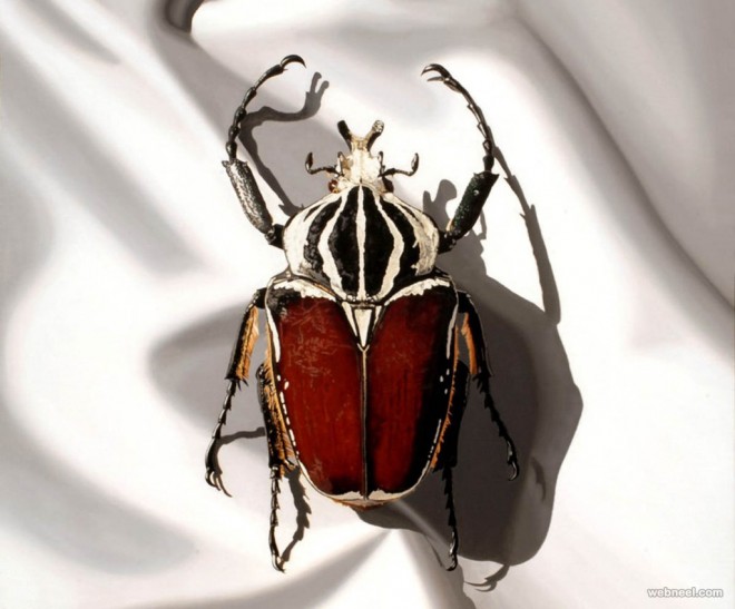beetle hyper realistic painting by youngsungkim