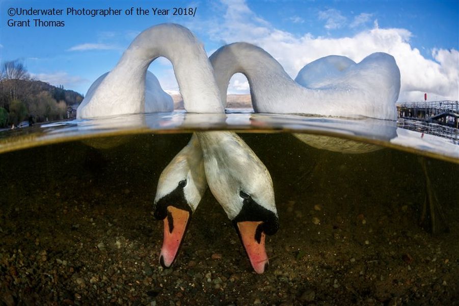 love birds underwater photography by grant thomas