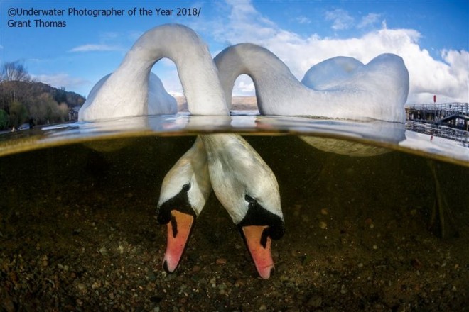 love birds underwater photography