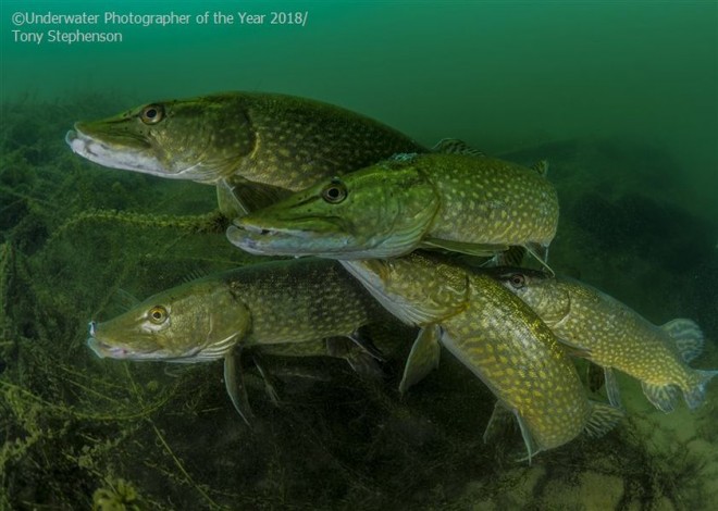 howmany pike underwater photography