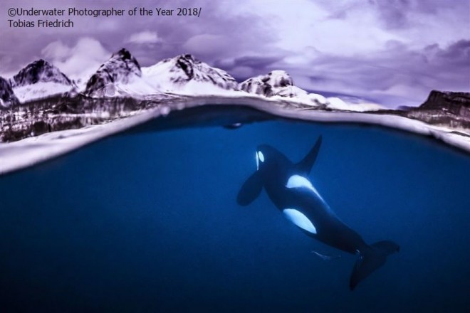 breathtaking underwater photography