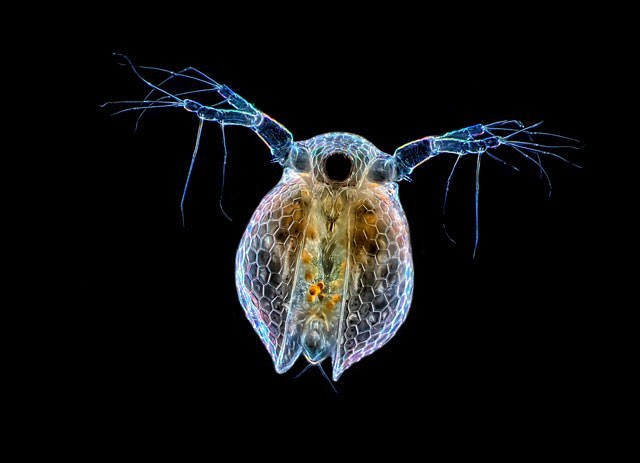 macro photography water flea