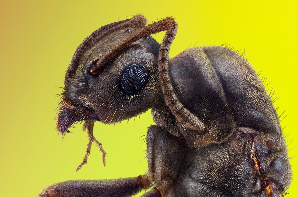 award winning cotient world photography ant by irina petrova