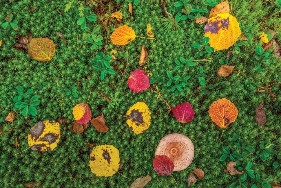 award winning cotient world photography forest carpet by stanislav naplkin