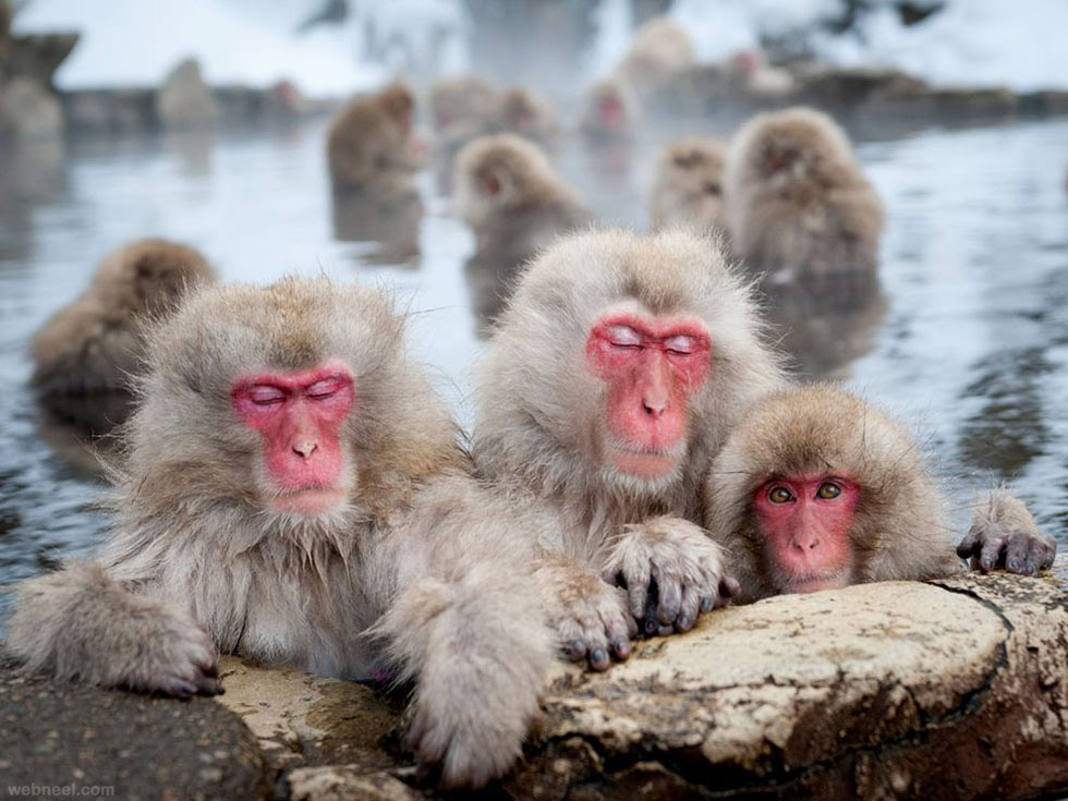 macaques nagano photography