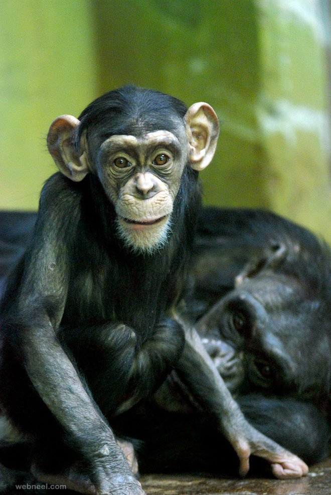 chimpanzee photography