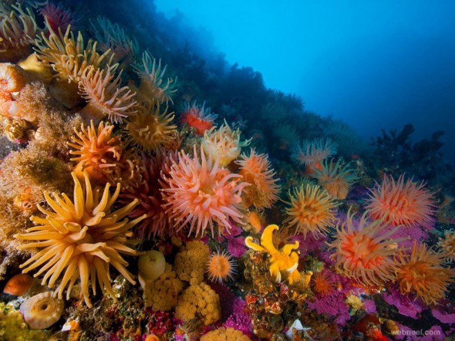 anemones soft corals underwater photography