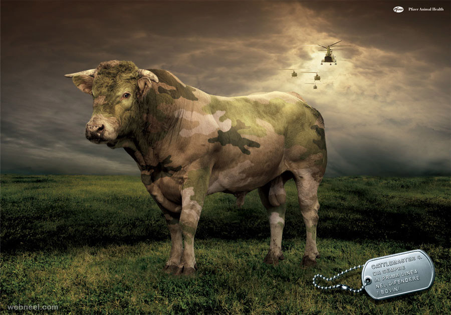 pfizer animal health cow ad