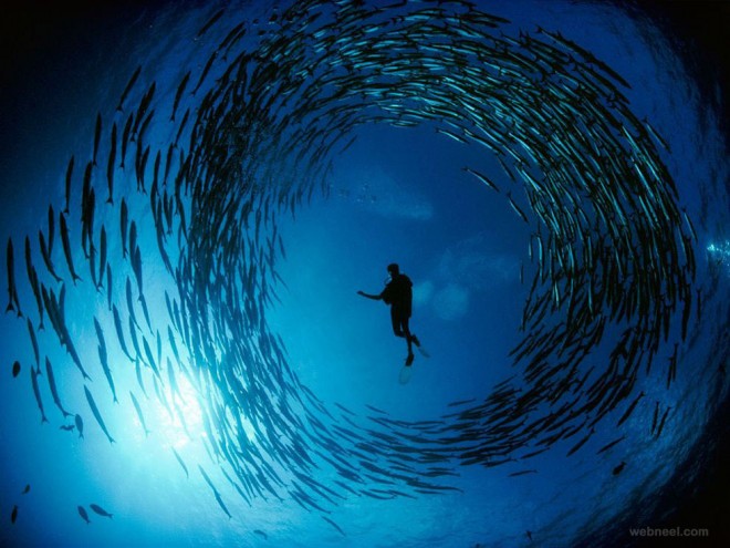 barracuda bismarck sea underwater photography