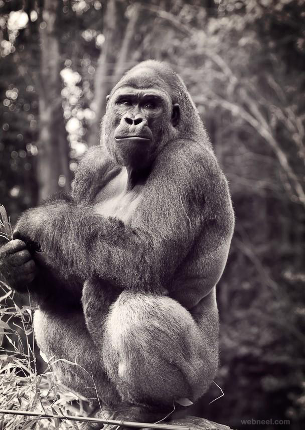 gorilla photography