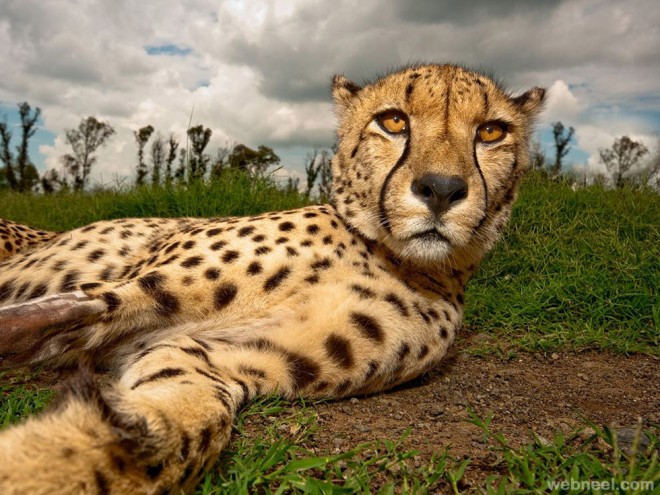 cheetah photography