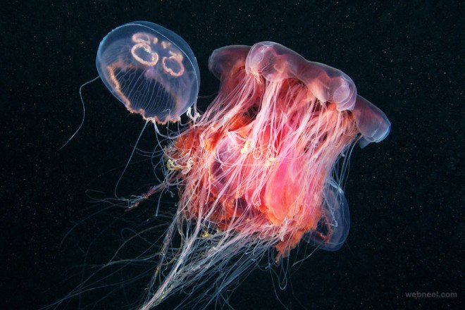 cyeanea capillata eats aurelia underwater photography