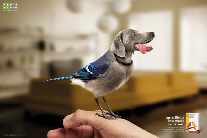 turns birds into mans best friend ad