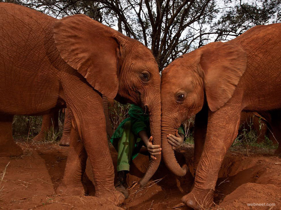 orphan elephants photography