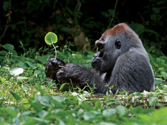 silverback gorilla photography