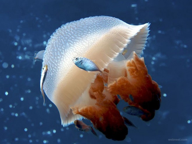 mosaic jellyfish australia underwater photography