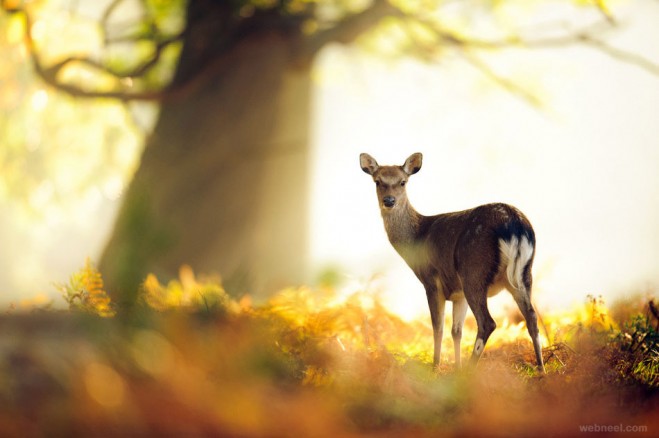 deer photography